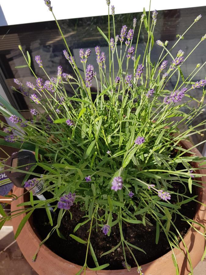 Apartament Lavender Jelenia Góra Exteriör bild